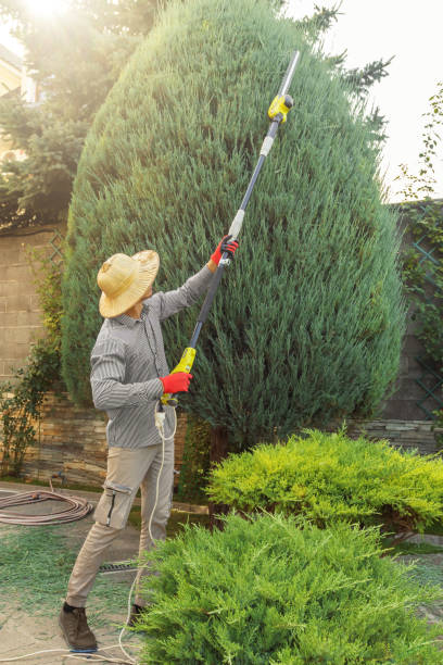 Professional  Tree Services in Valley Cottage, NY